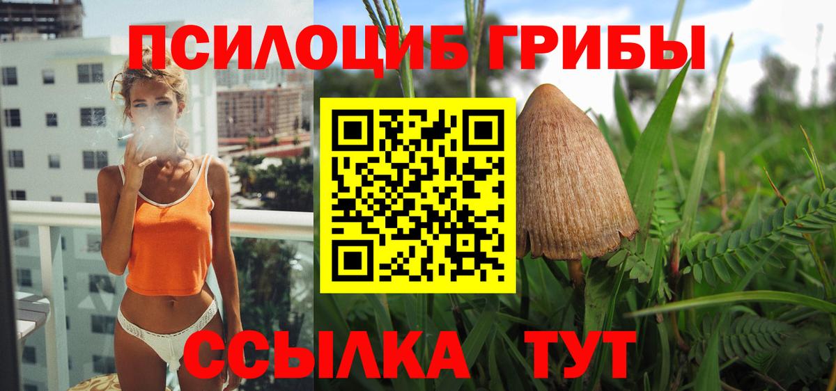 Галлюциногенные грибы Psilocybe Новотроицк